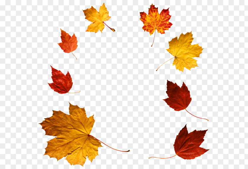 Autumn Leaves Leaf Color Clip Art PNG