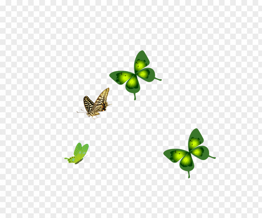 Butterfly Insect Green Membrane Pattern PNG