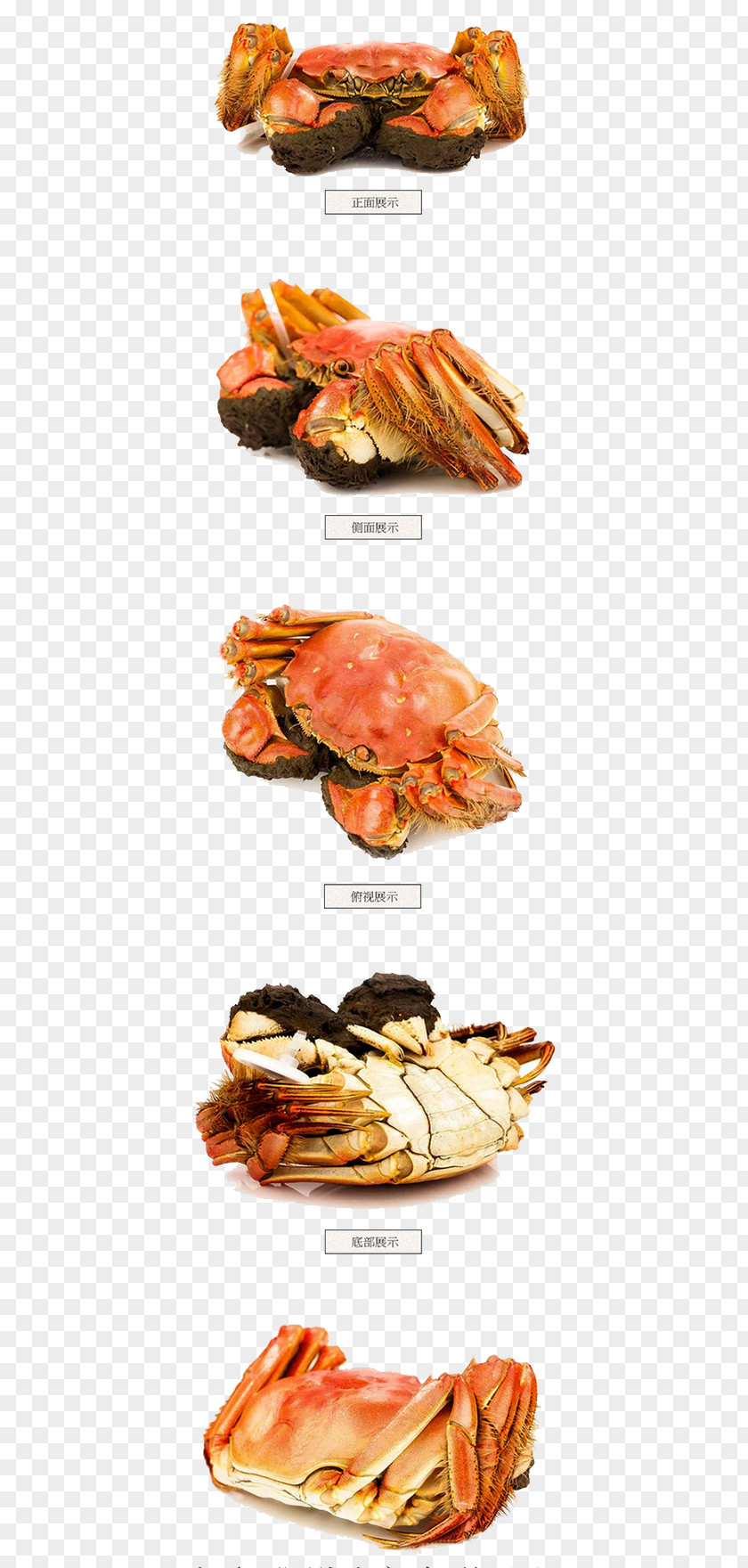 Crabs Yangcheng Lake Crab Seafood Decapoda PNG