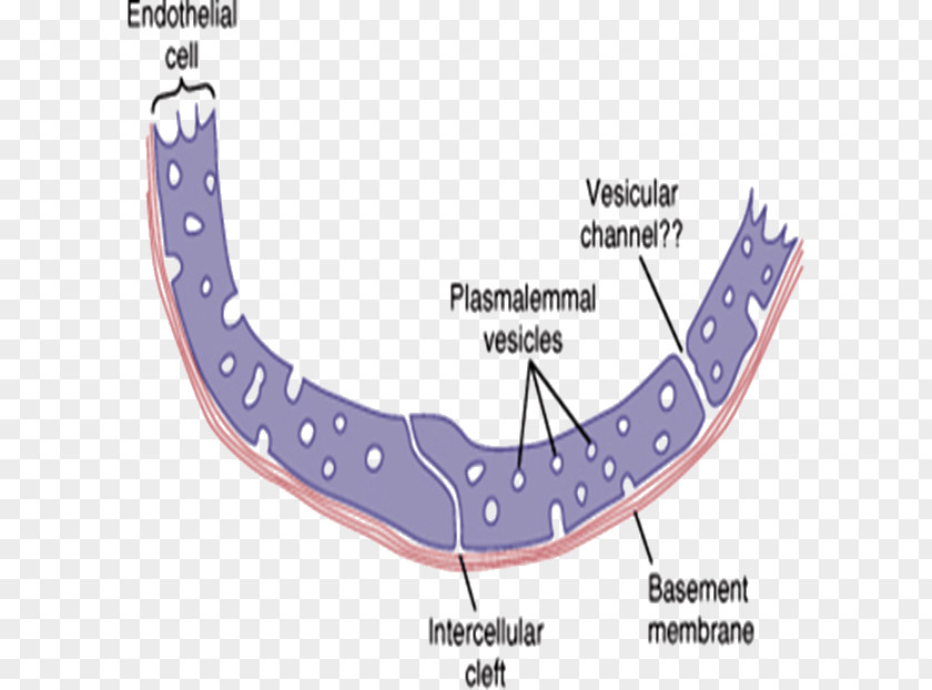 Fenestrae Chronotropic Circulatory System Dromotropic Heart Handout PNG