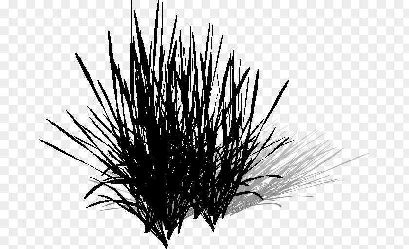 Grasses PNG