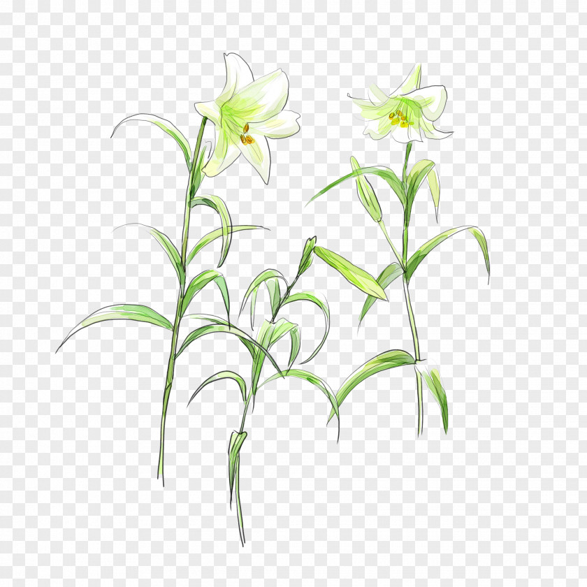 Green Flowers Lilium Flower White PNG