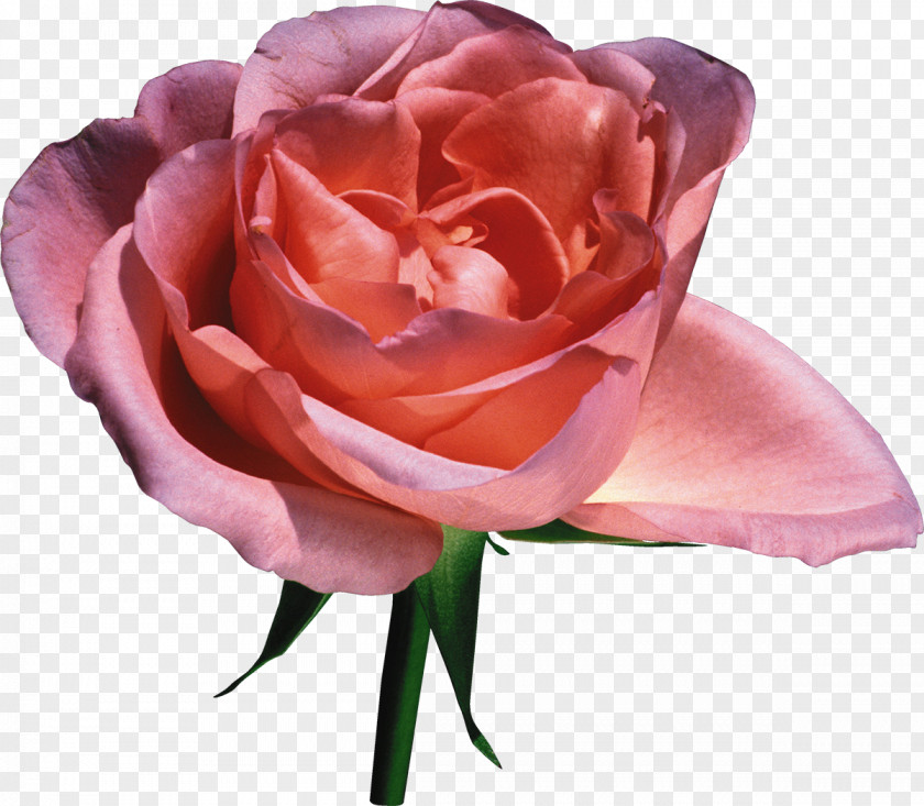 Rose Flower Garden Roses Pink Clip Art PNG
