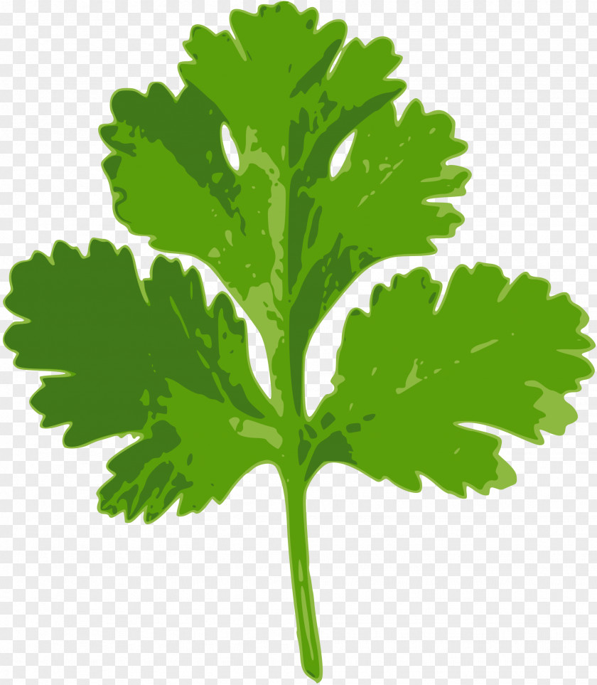 Vegetable Coriander Parsley Herb Clip Art PNG