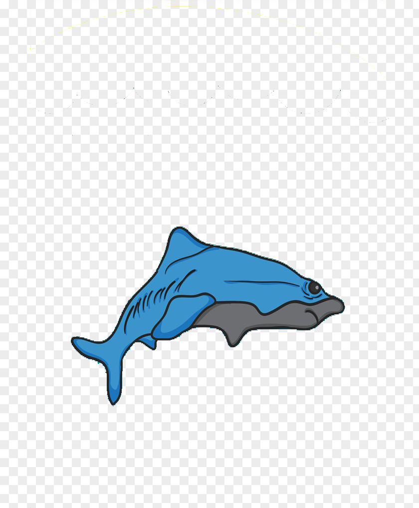 Whale Dolphin Illustration PNG