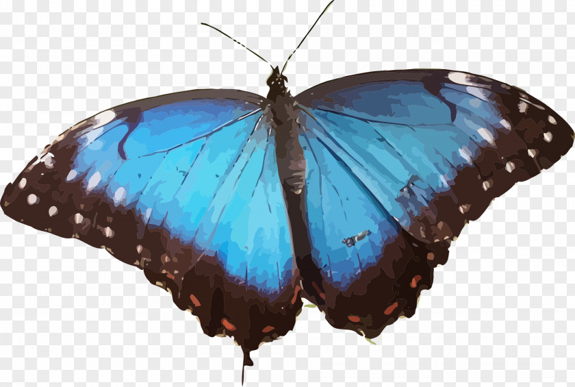 Wings Butterfly Morpho Peleides Menelaus Helenor Wing PNG