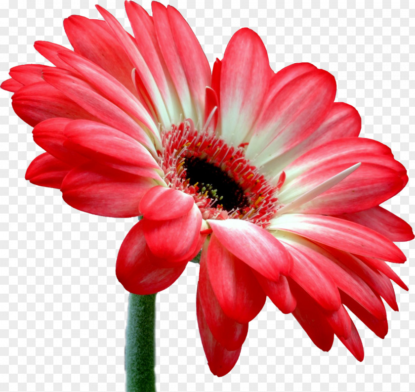 Gerbera Transvaal Daisy Flower Bouquet Cut Flowers Bloemisterij PNG