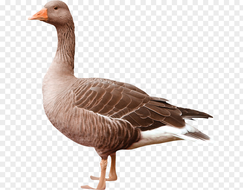 Goose Greylag Duck Bird PNG