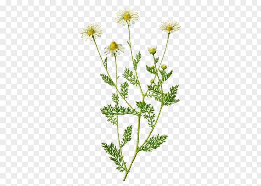 Romaine Roman Chamomile Plant Herbal Distillate Herbalism Flower PNG