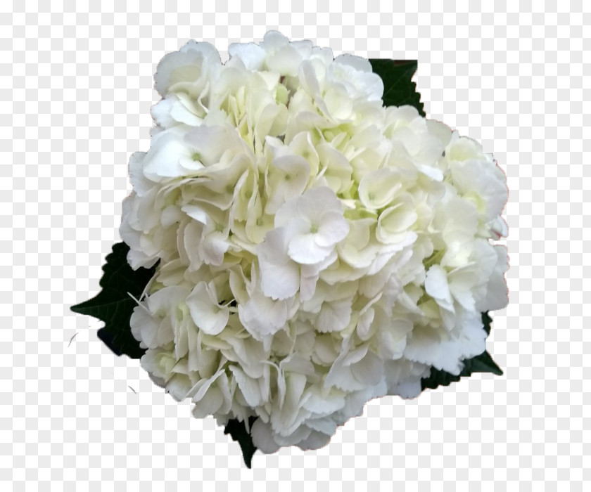 Flower Cut Flowers French Hydrangea Plant Stem PNG