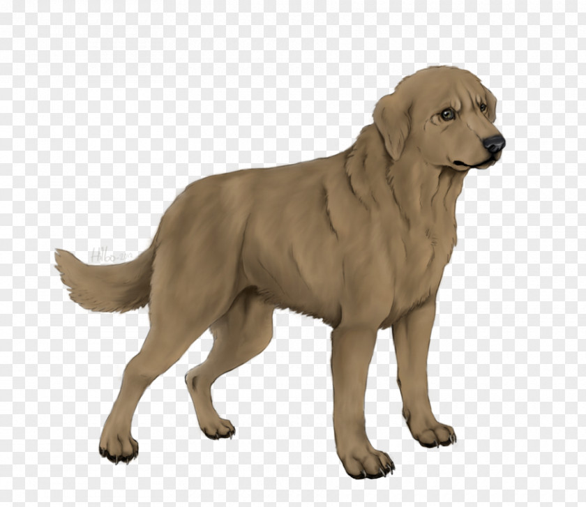 Labrador Retriever Mix Golden Ancient Dog Breeds Companion PNG