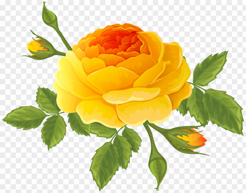 Orange Rose With Buds Clip Art Image Garden Roses Centifolia Cruz Ramirez PNG