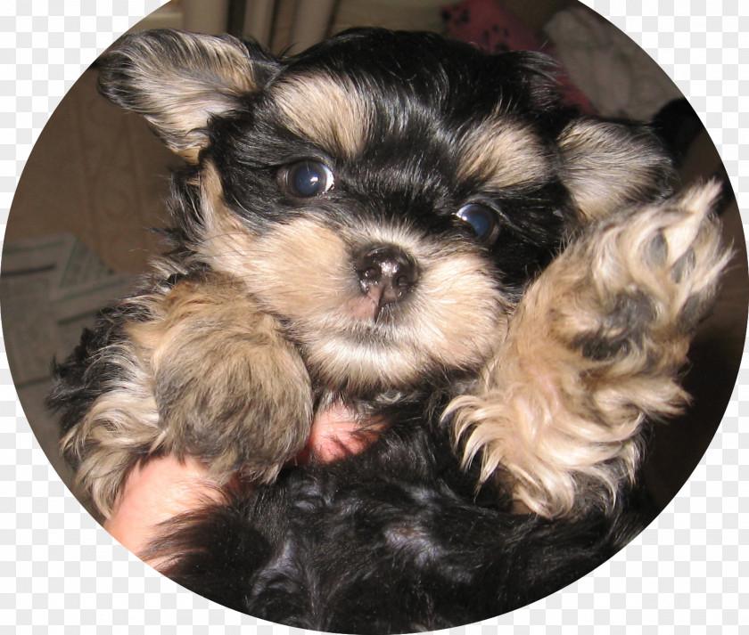 Puppy Yorkshire Terrier Morkie Shih Tzu Chinese Imperial Dog PNG