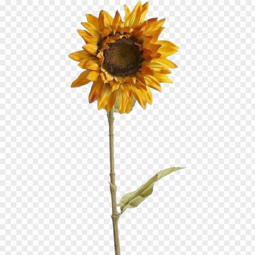 Sunflower Download Mood Board Art Aesthetics Image Collage PNG