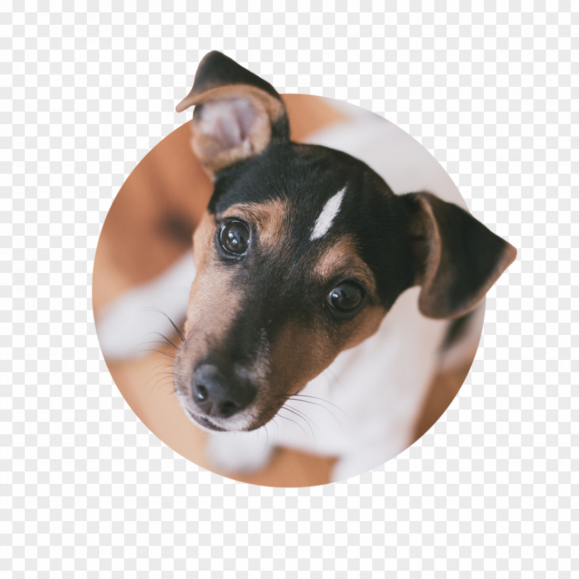 Puppy Dog Breed Toy Fox Terrier Jack Russell Miniature PNG