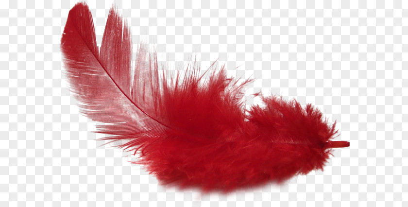 Red Feathers Feather PhotoScape Clip Art PNG
