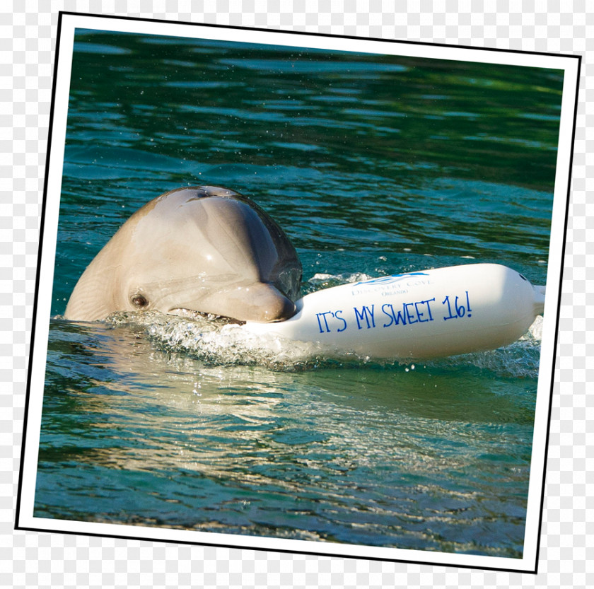 Seaworld Wholphin Ecclesiastical Peerage Of Thailand พัดยศ Wat Chulamanee Tucuxi PNG