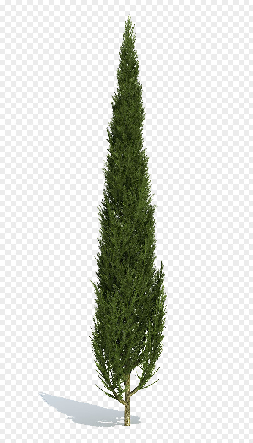 Tree Stone Pine Populus Nigra Cupressus PNG