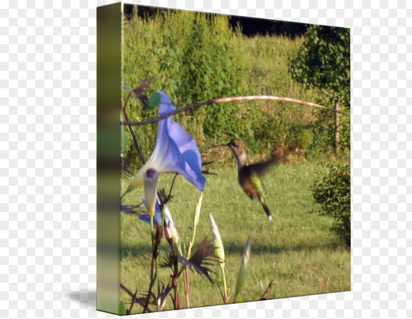 Crane Fauna Ecosystem Hummingbird M PNG
