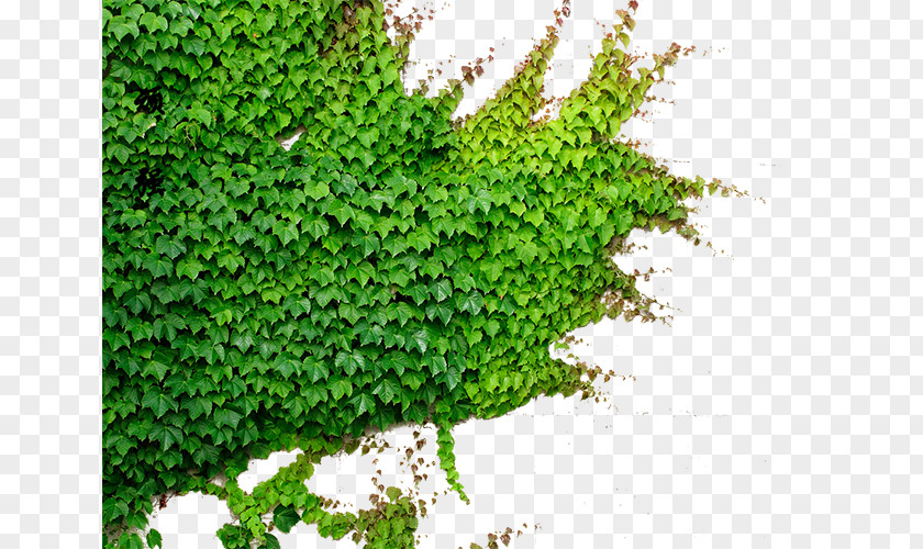 Green Tiger Parthenocissus Tricuspidata Plant Vine PNG