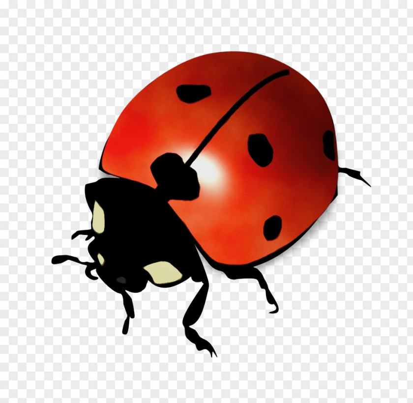 Leaf Beetle Ladybug PNG