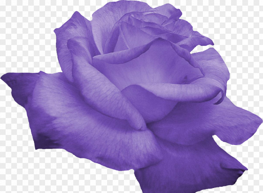 Lilac Flower Purple Computer Software PNG