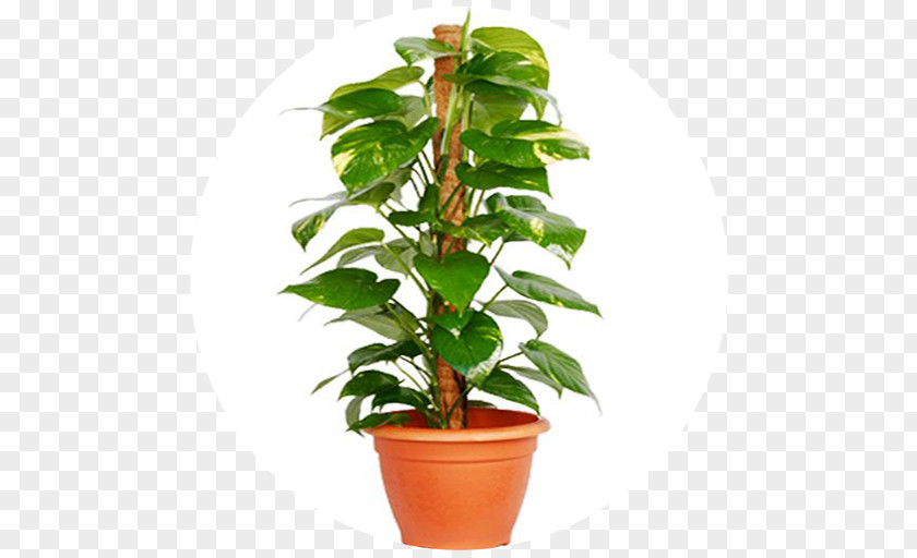 Plant Devil's Ivy Houseplant Areca Palm Indoor Air Quality PNG
