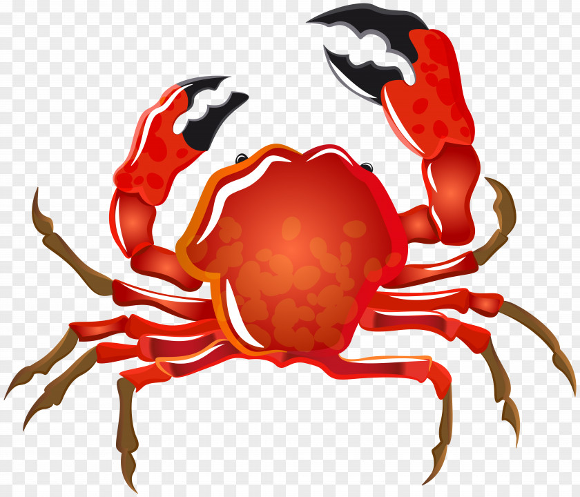 Soft-shell Crab Seashell Hermit PNG crab crab, Transparent , red clipart PNG
