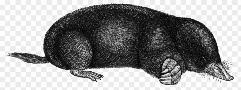 Topo European Mole Spanish Shrew Rodent Altai PNG
