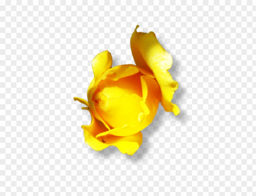 Yellow Core Petal Desktop Wallpaper Close-up Computer Cut Flowers PNG