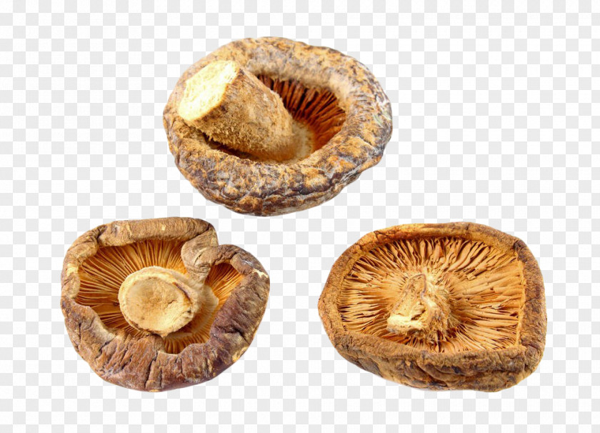 Yellow Dried Mushrooms Shiitake Mushroom Stock Photography PNG