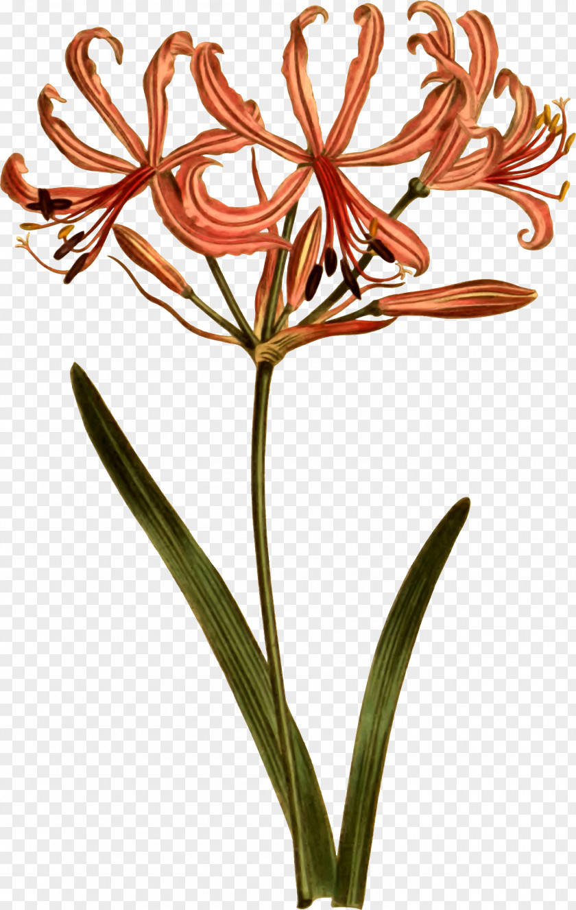 Curtis's Botanical Magazine Botany Illustration Amaryllis Flora PNG