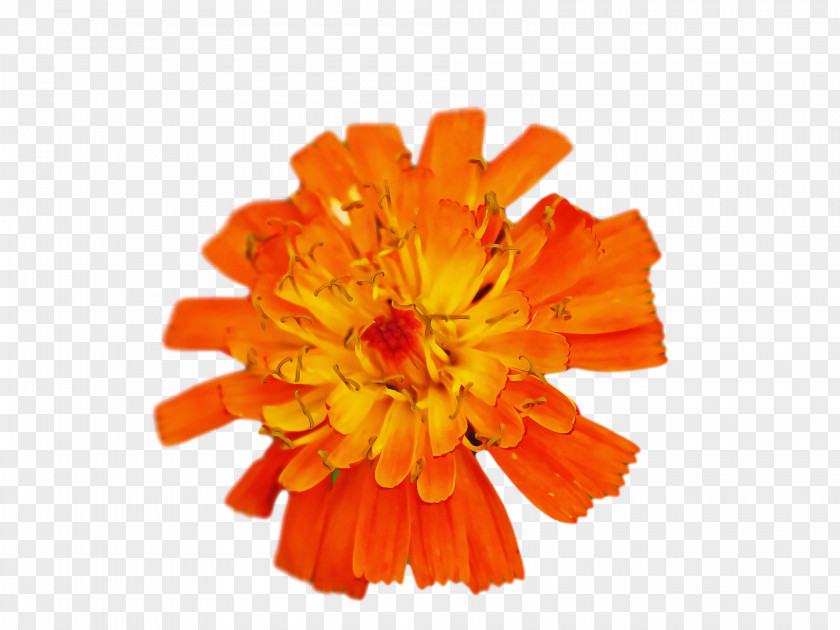 Floral Design PNG