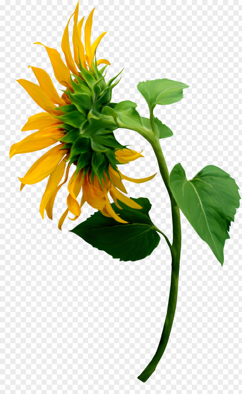 Flower Common Sunflower Image Illustration PNG