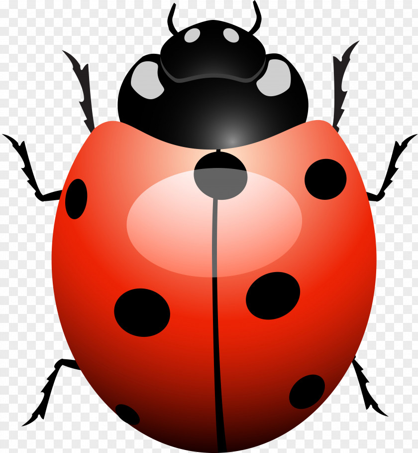 Ladybird Beetle Software Bug Testing PNG