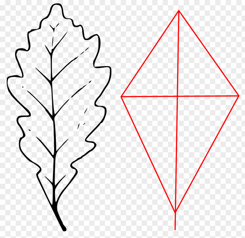 Leaf Angle Sessile Oak Point Line Art PNG