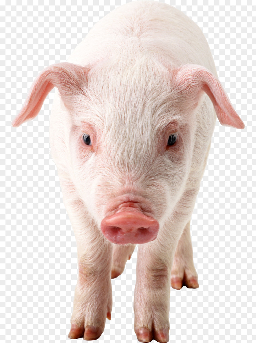 Pig Domestic Clip Art PNG