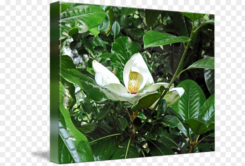 Magnolia Flower Painting Tea Plant Camellia Sinensis PNG