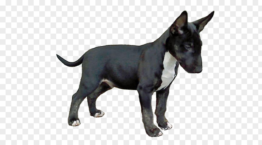 Pit Bull Old English Terrier Staffordshire American PNG