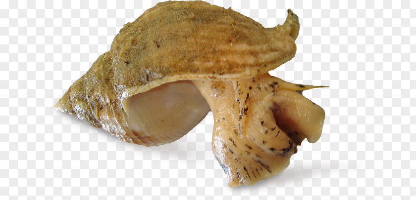 Sushi Whelk Buccinum Undatum Buccinidae Seafood Shellfish PNG