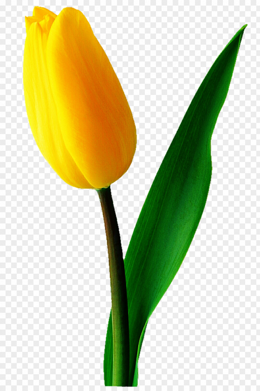 Tulip Flowering Plant Bud Stem PNG