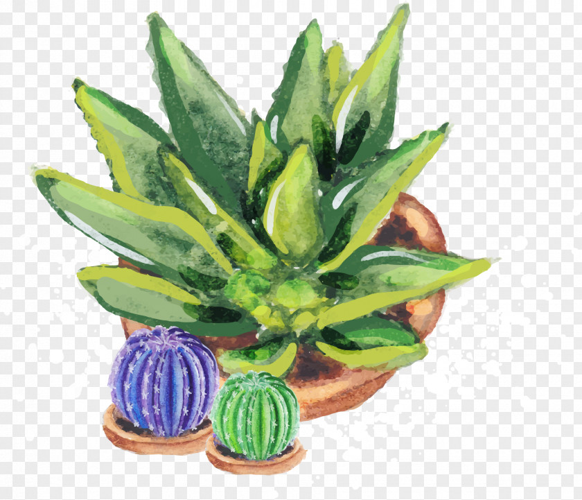 Vector Cactus Aloe Vera Euclidean Vecteur Cactaceae PNG