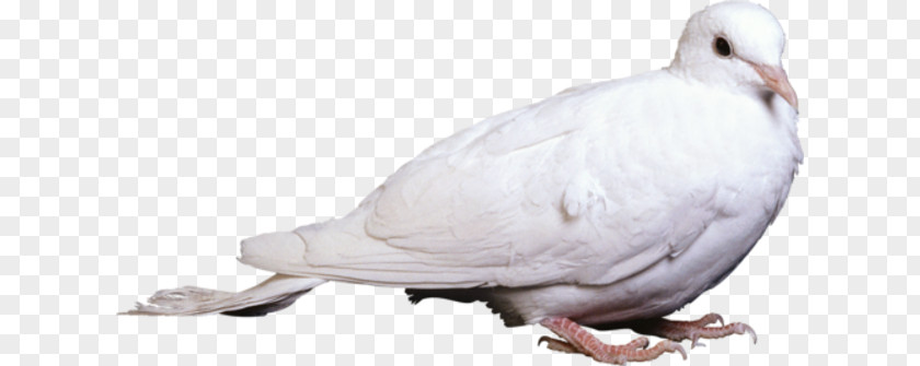 Bird Columbidae Rock Dove Clip Art PNG