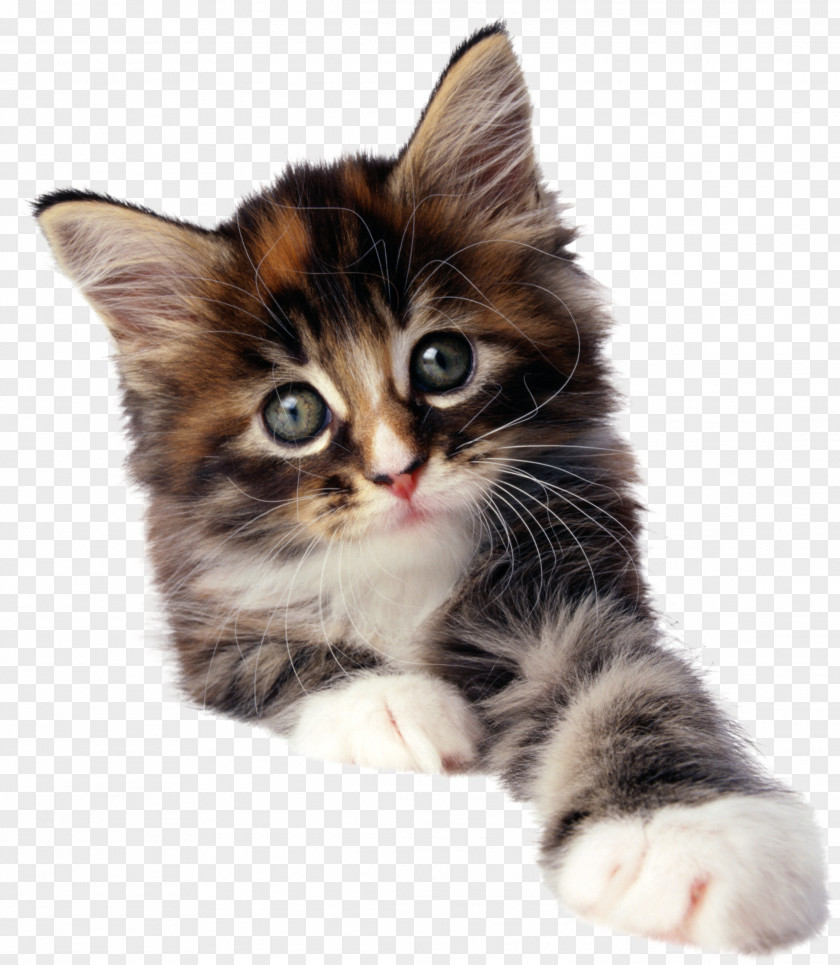 Cat Kitten Pug Pet Image PNG