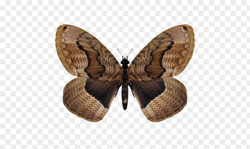 Emperor Moths Arthropod Monarch Butterfly Drawing PNG