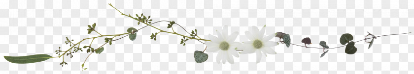 Flower Grasses Line Art White Plant Stem Font PNG
