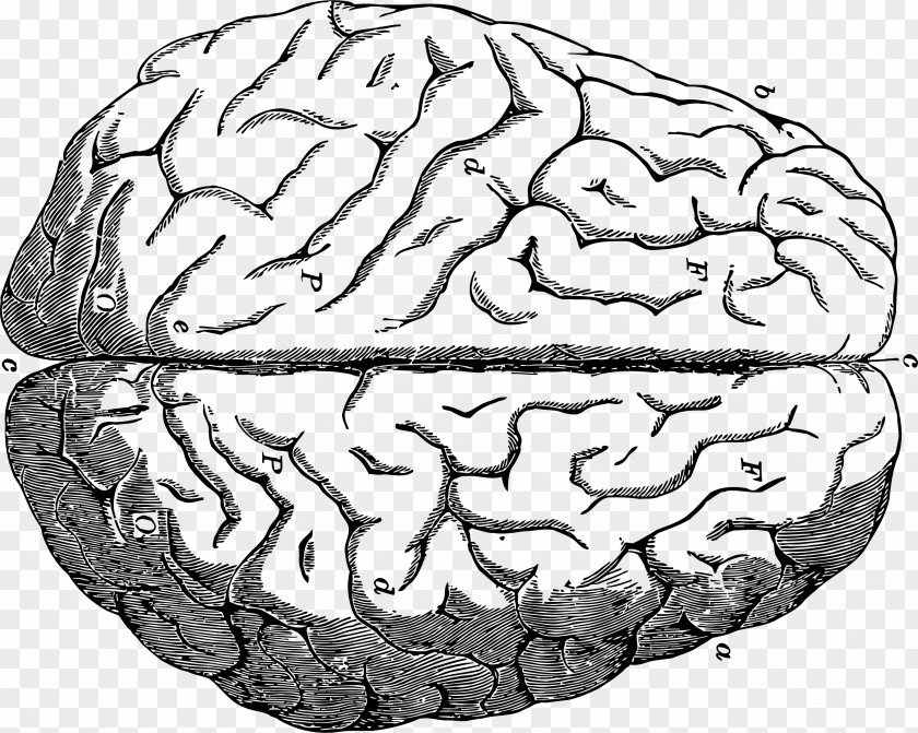 Head Brain Human Neuron Neuroimaging PNG