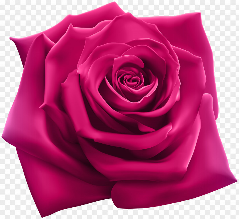Pink Rose Clipart Image Stock Illustration Photography PNG