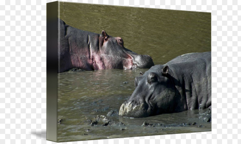 Hippo Sports Hippopotamus Terrestrial Animal Wildlife Snout PNG