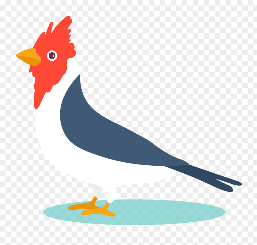 Simple Bird Parrot Euclidean Vector Graphics Design PNG